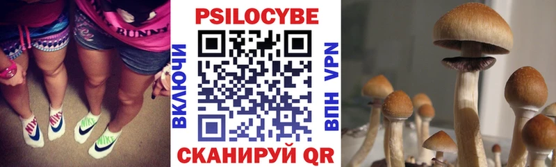 Псилоцибиновые грибы Magic Shrooms  Купить закладки  Ачхой-Мартан 